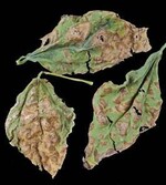 1 Symptome des Bohnenbrands
auf Buschbohnen-Blättern