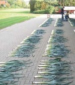 Porreeprüfung am Standort
Hannover des Bundessortenamts;
Länge und Dicke der Stangen werden
erfasst.