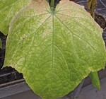 Typische Blattaufhellungen an Gewächshausgurken durch intensives Saugen von Spinnmilben
<I>(Tetranychus urticae)</I> blattunterseits