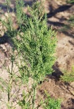 Die Saugtätigkeit von Thripsen im
Vegetationskegel führt zu Verkrüppelungen
der Spargelpflanze.