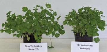 Topfkoriander Sorte Marino links unverdunkelt, rechts verdunkelt. Der
kompaktere Wuchs ist deutlich zu erkennen.