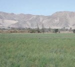 Spargelfelder südlich der Stadt Ica
entlang der Panamericana