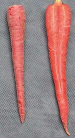 Können Möhren ebenso wie
Tomaten
das gesundheitsfördernde
Lycopin liefern? Und ist in Konserven,
Säften und Trockenprodukten
gleich viel Lycopin enthalten? Die
rote Möhrensorte ‘Nutri Red’ enthält
viel Lycopin.