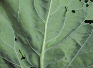 Junge Raupen der Kohlschabe(-motte) sind ber die Frawirkung von Bacillus thuringiensis-
Prparaten sicher zu erfassen.