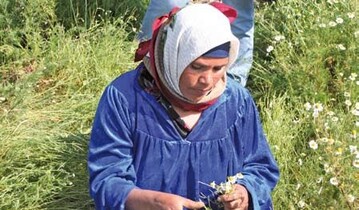 Kamillenbltenernte; die von Hand gepflckten Blten werden in grob
geflochtenen,
quadratischen Krben mit Papiereinlage getrocknet.