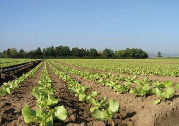 Vorteilhaft ist es bei Salat, das Pflanzbett einige Tage absetzen zu lassen, oder kurz vor der
Pflanzung zu walzen, um einen optimalen Bodenschluss der Wurzeln zu erhalten.
