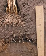 1 Wird ein Boden nur auf 60 cm gespatet,
wachsen die Wurzeln nicht
in den darunter liegenden verfestigten
Boden; der Bestand ist dann bei
Trockenheit stärker gefährdet.