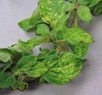 Hellgrüne bis gelbe, mosaikartige
Scheckungen mit Aufwölbungen
der Interkostalfelder
und rötlicher sowie
deformierten Triebspitzen an
Oregano durch das Gurkenmosaikvirus
(GMV)