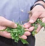 Sie haben eine gewissen
Ähnlichkeit;
dennoch sind Rucola
(l.) und das Gemeine
Kreuzkraut (r.)
gut zu unterscheiden,
das giftige Kreuzkraut
noch eher.