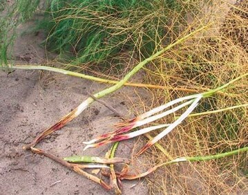 Spargelpflanzen mit karminroter Verfrbung und Fule der Stngelbasis in
Folgeeiner
oberirdischen <I>Fusarium sp.</I>-Infektion
