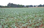 Artischocken brachten bei dem hohen Angebot an Niederschlägen im Jahr
2009 einen guten Blattertrag und insgesamt vier Schnitte.