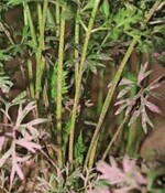 Bei der Verwendung von
Droplegs in Möhren werden
auch die Stiele gleichmäßig
benetzt.