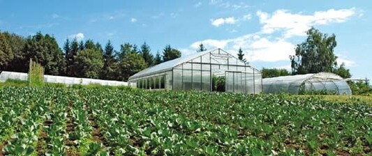 Alt neben neu: Neues
Folienhaus von Gtsch
& Flschle neben altgedientem
Folientunnel