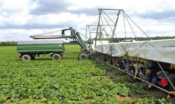 Einlegegurken werden von Erntekrften mit Hilfe des so genannten Gurkenfliegers gepflckt.