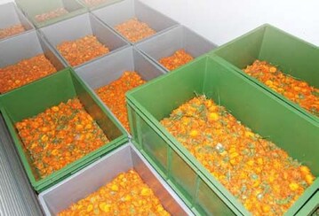 Trocknen durch Luftentfeuchtung:
Kisten mit Calendula-Blten, die
bereits unterschiedlich lange im
Trockner eingestellt sind.