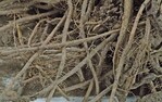 Abgestorbene Wurzeln und zuvor gebildete feine Nebenwurzeln