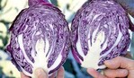 ‘Nurima’ ist ein flexibel nutzbarer Rotkohl für den Frischmarkt.