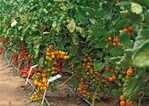 Zahlreiche Tomatensorten
werden im ungeheizten Folienhaus
im Betrieb Tschida auf
ihre Anbaueignung geprüft.