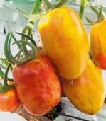 Runde Flecken und Ringe sind charakteristisch für das Tomatenbronzefleckenvirus (TSWV) an Tomatenfrüchten.