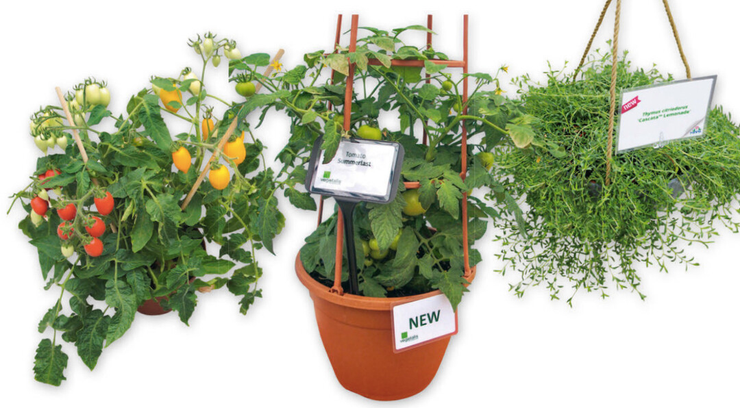 Links: „Plumbrella Mixe“ von Florensis mit bunten Tomaten. Mitte: Balkontomate ‘Summerlast’ (Floranova) Rechts: Der hängende Zitronenthymian ‘Cascata Lemonade’ (Hishtil) duftet angenehm.