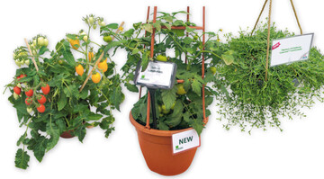 Links: Plumbrella Mixe von Florensis mit bunten Tomaten. Mitte: Balkontomate Summerlast (Floranova) Rechts: Der hngende Zitronenthymian Cascata Lemonade (Hishtil) duftet angenehm.