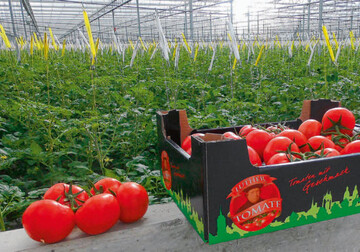 Die Luther-Tomate bekommt Zuwachs durch weitere Luther-Kulturen.