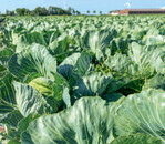 Besonders starkzehrende Gemüsekulturen wie Kohl werden in der neuen Düngeverordnung (DüV) kaum berücksichtigt.