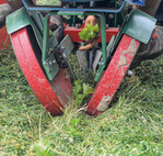 Die Andruckrollen des Mulch-Tec-Planter schließen die Mulchdecke direkt nach der Pflanzung wieder.