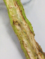 Hohle Stängel und Verfärbung der Gefäße bei einem Befall mit Phytophthora nicotianae.