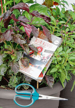 Kombi-Pflanzungen mit drei verschiedenen Kräutern bietet die Gärtnerei Friderich aus Sasbach an.