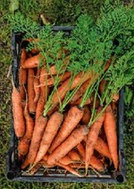 Vor Einlagerung müssen die Möhren langsam heruntergekühlt werden.