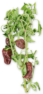 Welkende Pflanze nach einem Befall mit Colletotrichum coccodes an den Wurzeln.