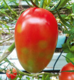 Befall mit ToBRFV bei der Tomatensorte ‘Romanella’.