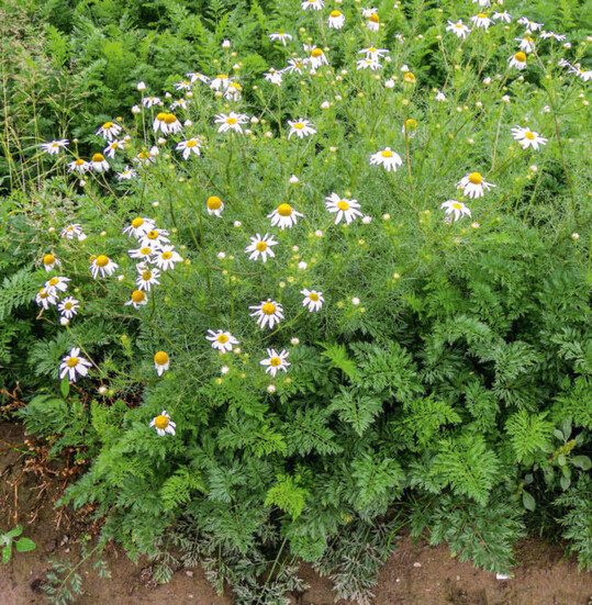 Bl�hende Falsche Kamille in einem M�hrenbestand.&nbsp;