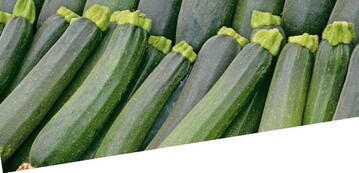 Zucchini 