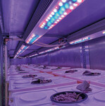 Entwicklung eines neuen Kultursystems für Süßkartoffeln in einem Indoorcontainer unter definierten Lichtintensitäten