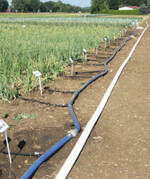 Tropfschläuche von Netafim wurden in den Boden verlegt.