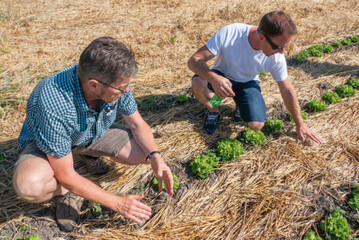 Martin Freund und Reto Minder finden unter dem Mulch viel Feuchtigkeit.