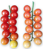 ToBRFV-infizierte Tomaten: Fruchtsymptome an Rispen 
(links gesund, rechts infiziert).