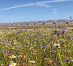 Die Beheizung von Gewächshäusern mit CO2-neutraler Wärme leistet einen wichtigen Beitrag zum Klimaschutz.