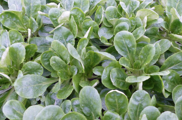 Feldsalat Festival, LVG Heidelberg, Herbst 2022.