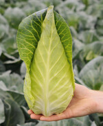 Spitzkohl ‘Bejo 3518’.