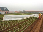 1 Das Bedecken des Kulturbestands mit Verfrühungsvliesen oder -folien
erfordert nach dem maschinellen Abrollen des Materials viel Handarbeit.
Hierzu werden acht Arbeitskräfte benötigt. Mit größeren Teams können
mehrere Beete parallel bedeckt werden.