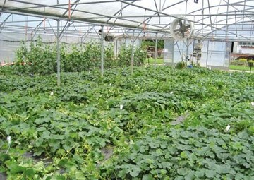2007 wurde in Heidelberg ein groes Sorten-Screening zu Melonen im
Folienhaus und im Freiland durchgefhrt.