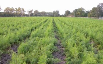 Bereits bei der Jungpflanzenanzucht wird mit der sachgerechten Nhrstoffversorgung
die Basis fr leistungsfhige Bestnde angelegt.