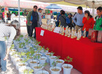 Beim Festival in Yeongju-Pungg/Südkorea dreht sich alles um Ginseng, zum Beispiel Jungpflanzen in Töpfen (l.).