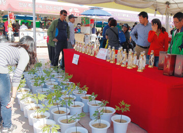 Beim Festival in Yeongju-Pungg/Sdkorea dreht sich alles um Ginseng, zum Beispiel Jungpflanzen in Tpfen (l.).