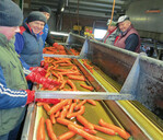 Am Band werden die gewaschenen Möhren in unterschiedliche Qualitätsklassen sortiert.