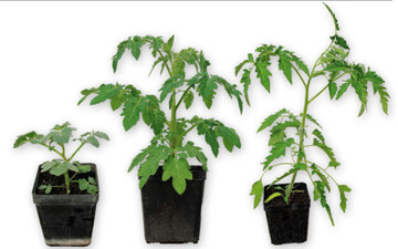 Tomatenjungpflanzen mit unterschiedlichem Habitus 