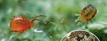 Rechts die Gemeine Spinnmilbe (Tetranychus urticae), links einer ihrer Gegenspieler, die raubmilbe Phytoseiulus persimilis. 